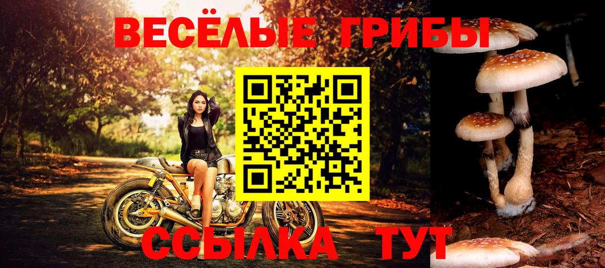 Псилоцибиновые грибы Psilocybe Крымск